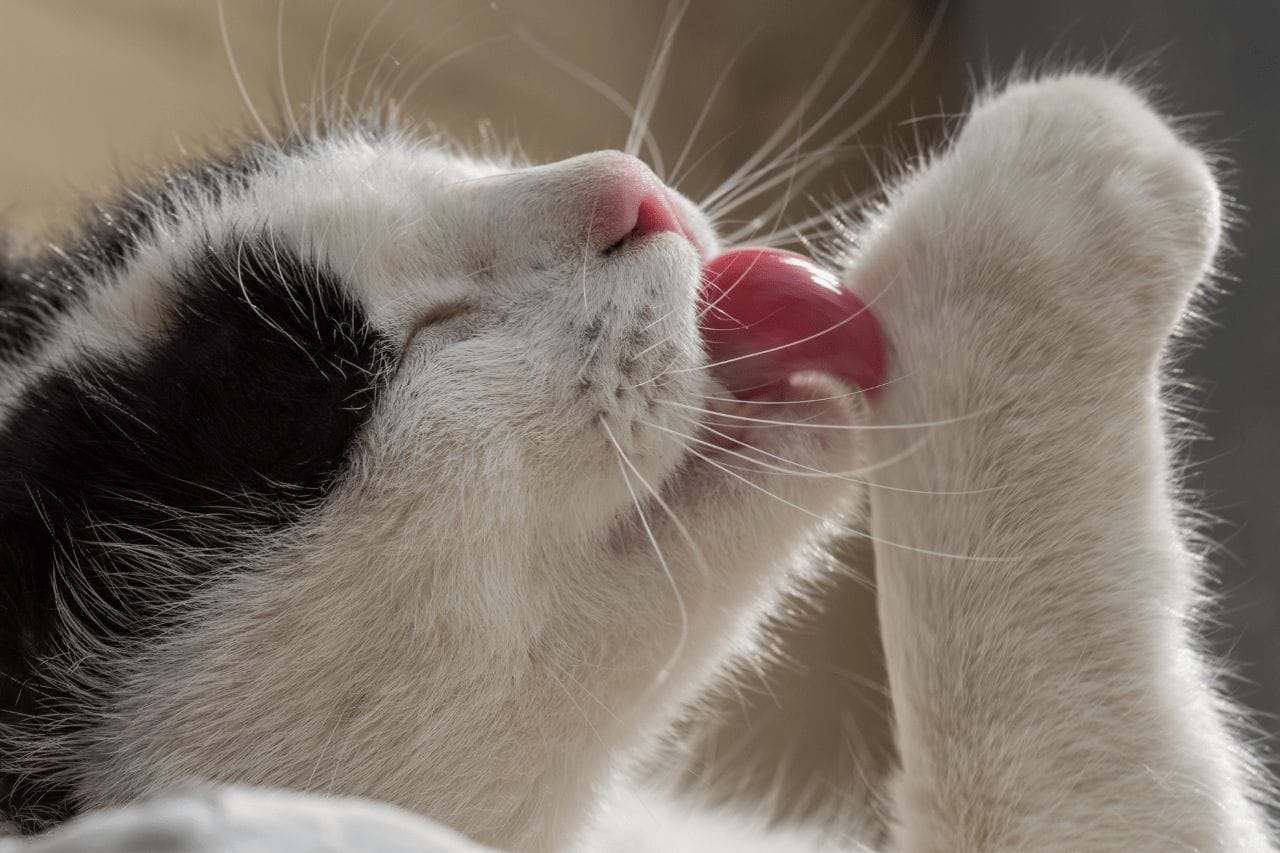 Why Do Cats Lick Themselves Can You Train A Cat