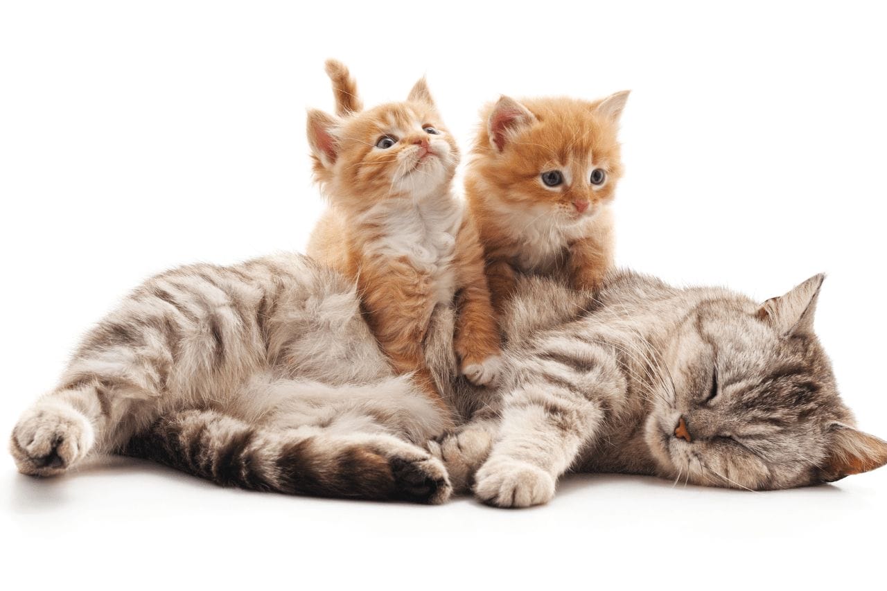 When Can Kittens Leave Their Mom - Can You Train A Cat