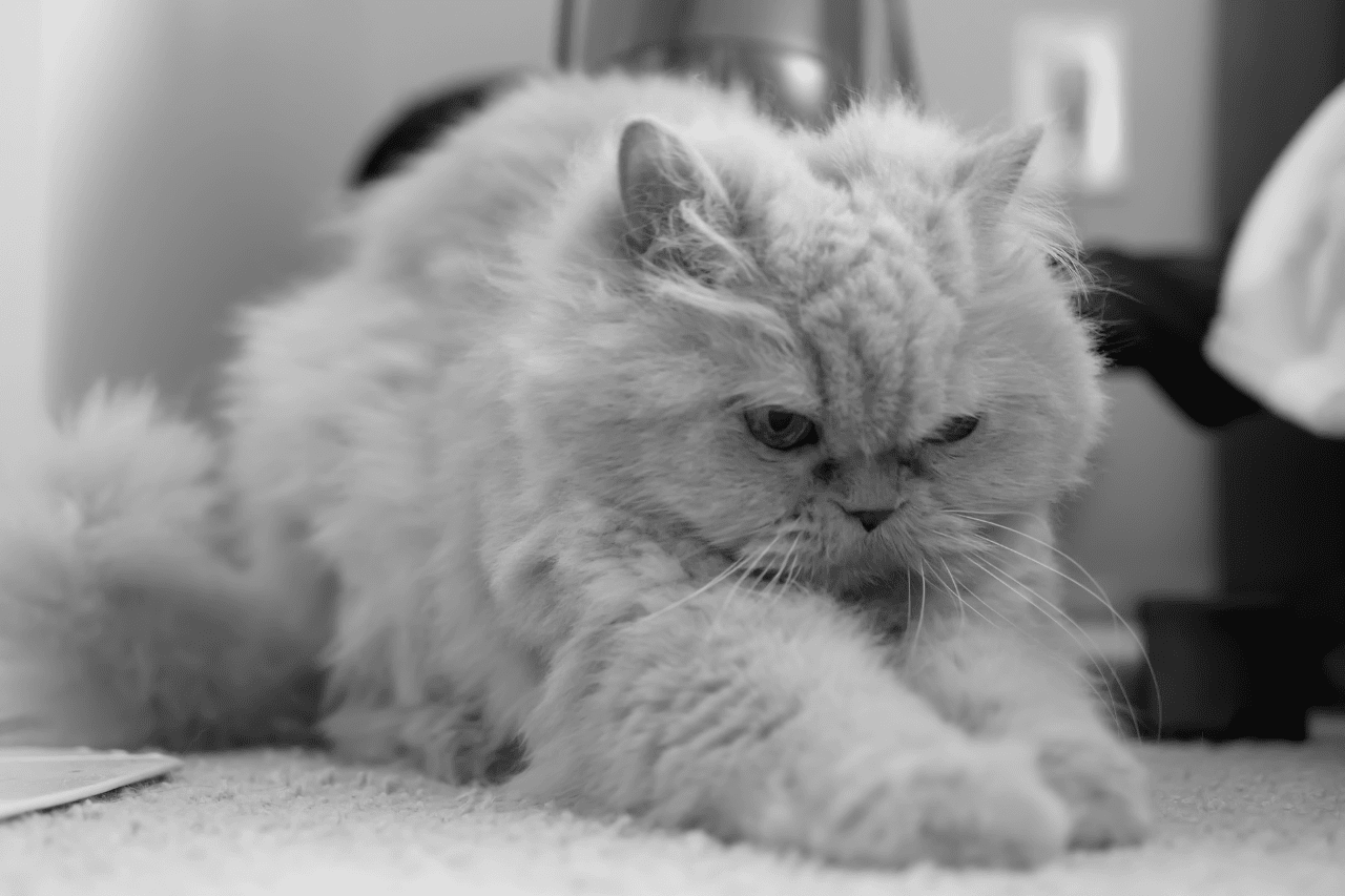 Why Is My Cat Digging The Floor Can You Train A Cat