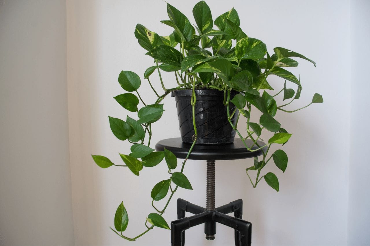 Are Pothos Toxic To Cats Can You Train A Cat   Untitled Design 2023 07 16T163350.571 1 